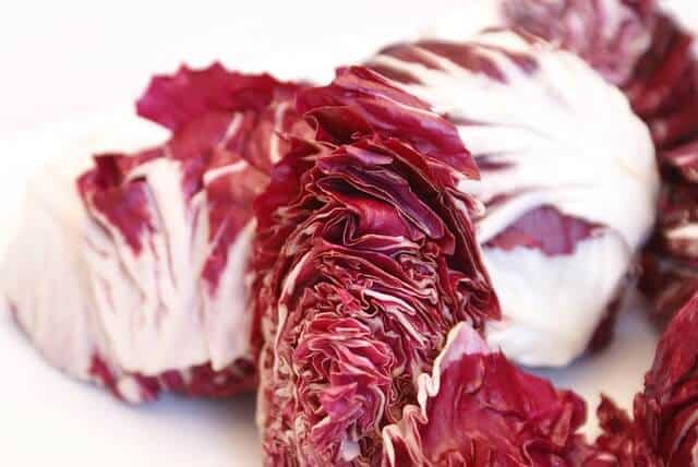 Red chicory 